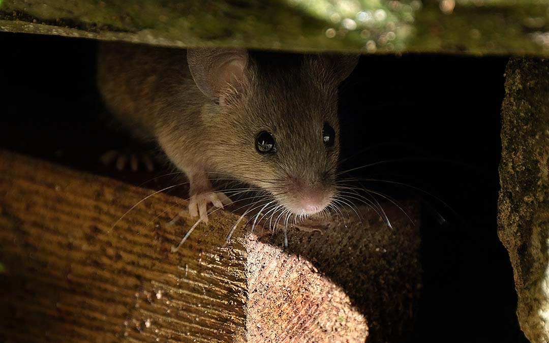 Por donde entran las ratas en el falso techo