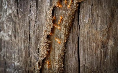 ¿Cuál es la diferencia entre termitas y carcoma?