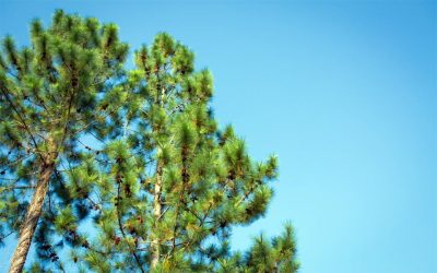 La endoterapia como vanguardia en la protección de pinos desde las raíces hasta las ramas