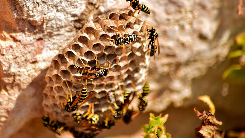 Cómo acabar con un nido de avispas
