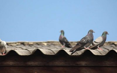 ¿Cómo ahuyentar palomas de tejados?