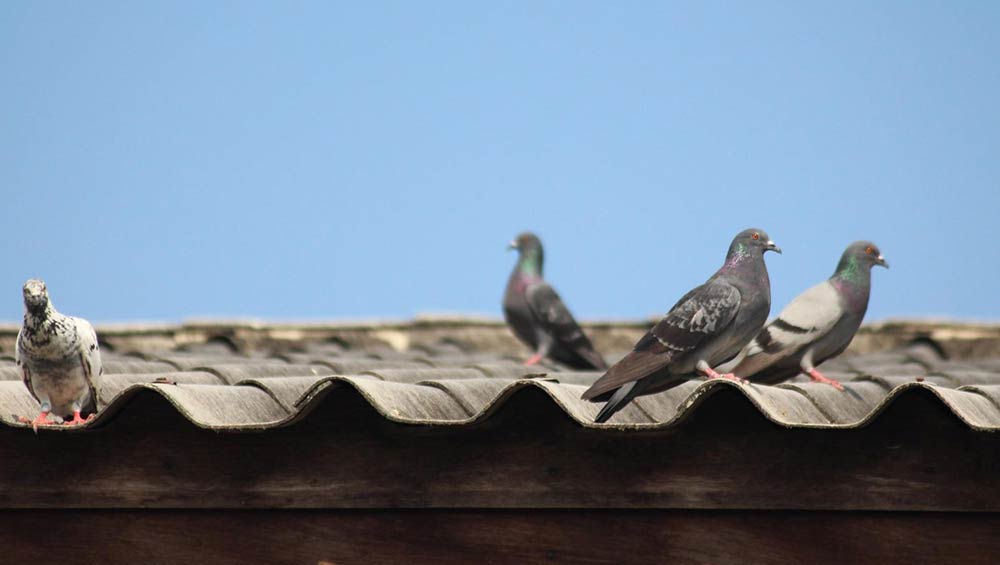 como ahuyentar palomas tejado