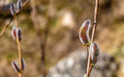 ¿Cuándo baja la procesionaria del pino?